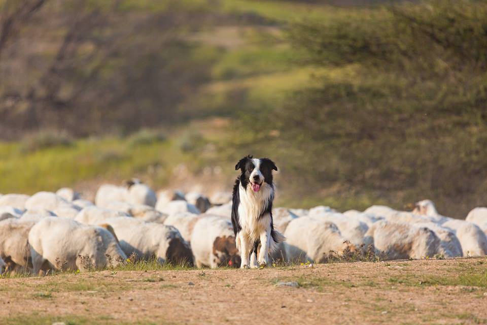 Border collie
